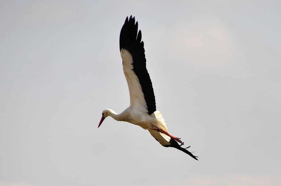 stork, bird, storks, birds, animals, fly, wildlife, nature HD wallpaper