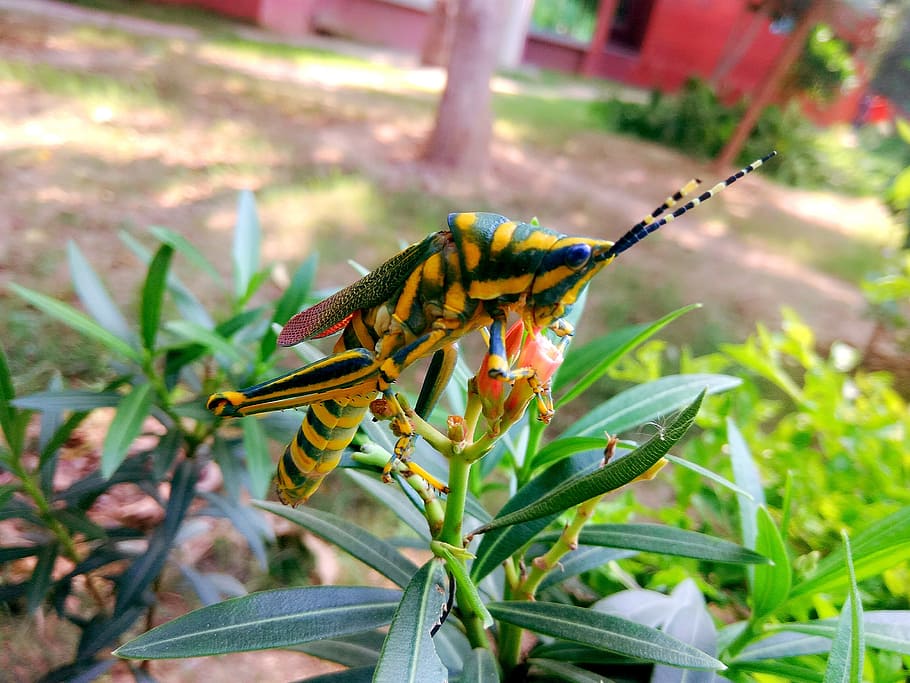 grasshopper, bug, insect, arthropoda, plant, indian grasshopper HD wallpaper