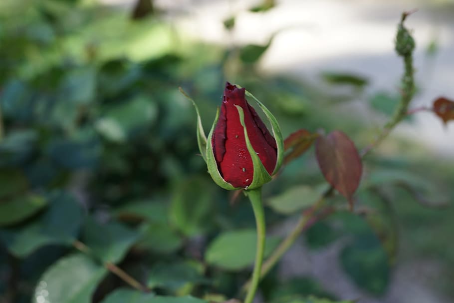 rose bud, bloom, future, promise, love, romance, floral, bouquet HD wallpaper