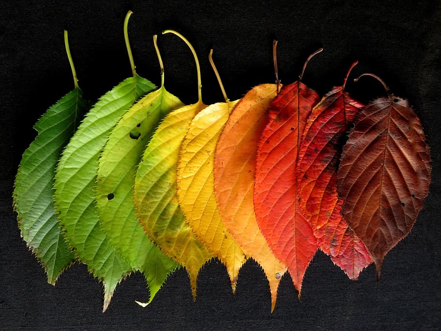 assorted-color leaves, Autumn Leaves, Colourful, fall, fall leaves