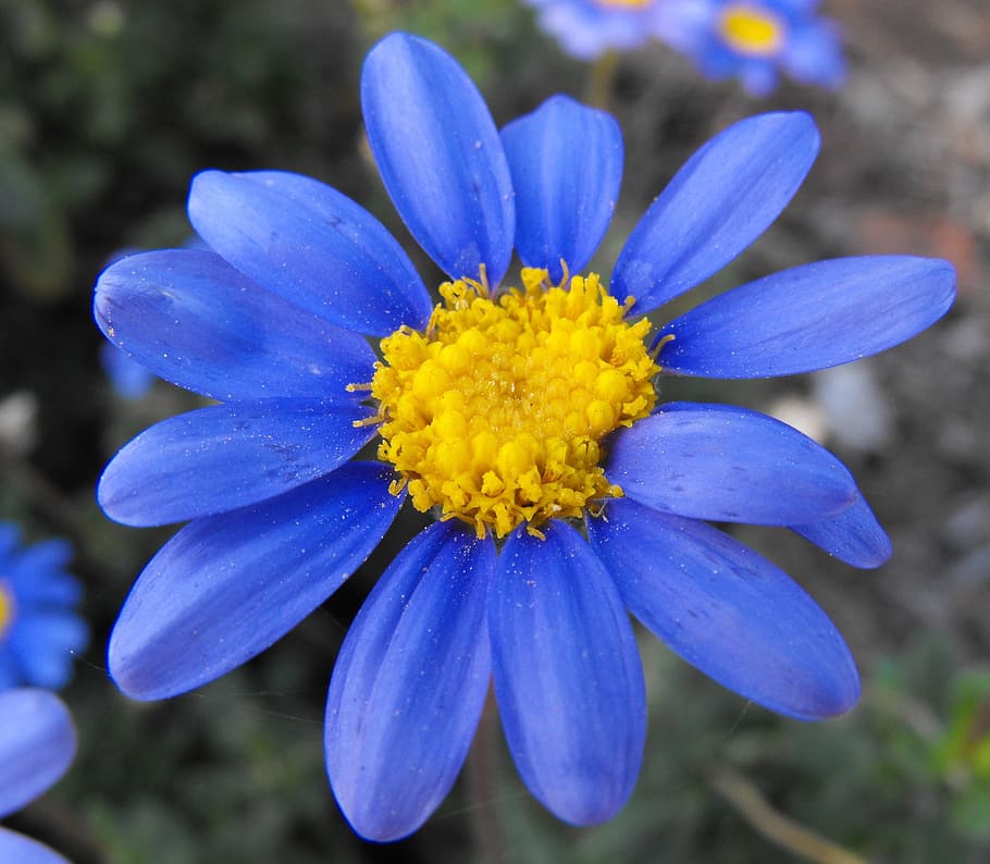 flower, daisy, blue, marguerite, bloom, blossom, nature, plant HD wallpaper
