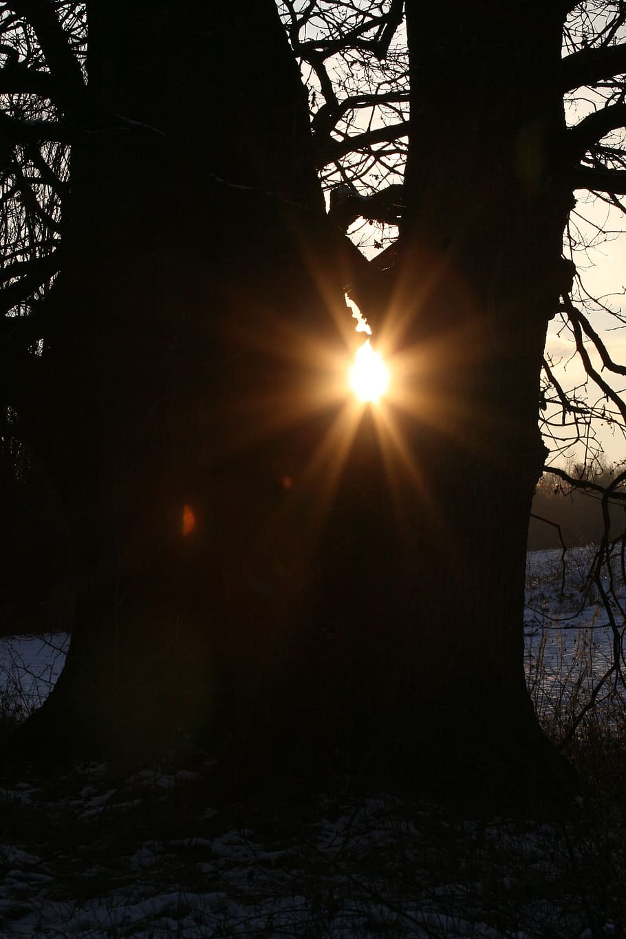 silhouette of tree during golden hour, Sun, Rays, Sunbeam, trees HD wallpaper