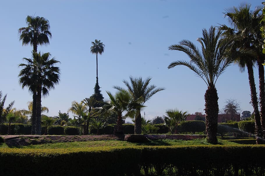 palma, plants, garden, tree, palm tree, sky, tropical climate HD wallpaper