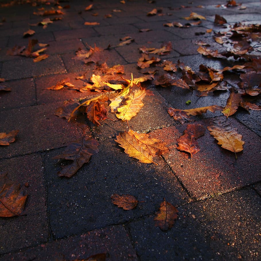 lighting, autumn, pavement, colors, nature, leaves, sun, setting sun HD wallpaper