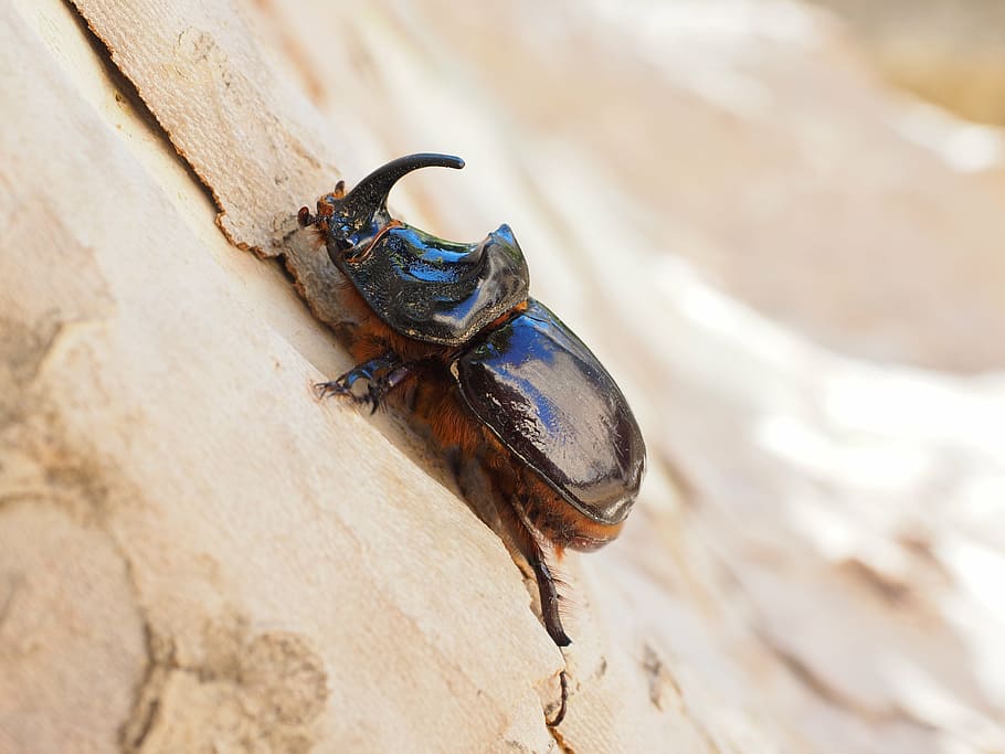 rhinoceros beetle, horn, krabbeltier, oryctes nasicornis, leaf horn beetle scarabaeidae