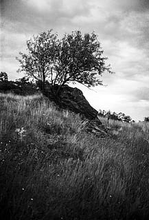 gloomy, tree, rock, nature, black and white, monochrome, landscape HD wallpaper