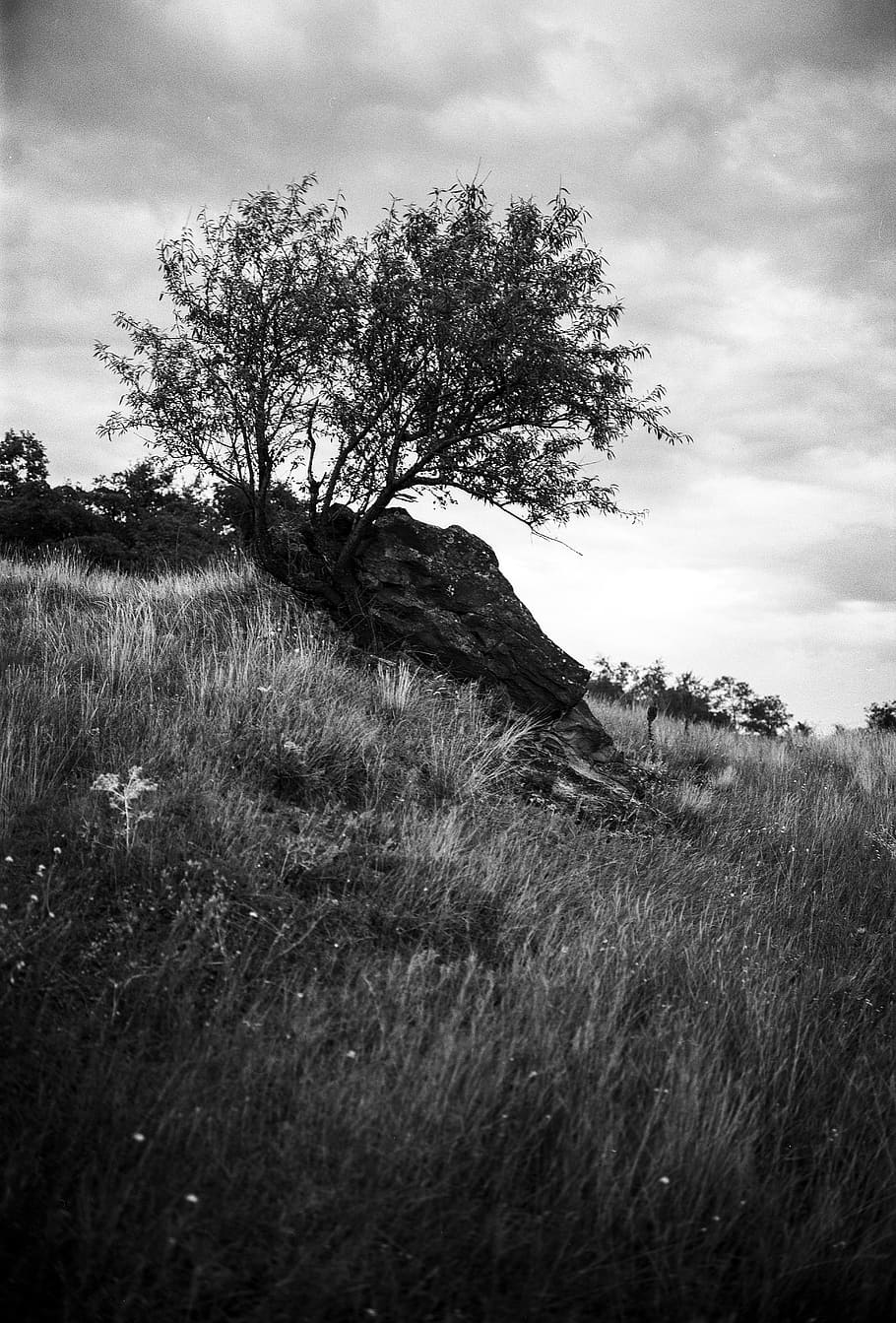 gloomy, tree, rock, nature, black and white, monochrome, landscape HD wallpaper