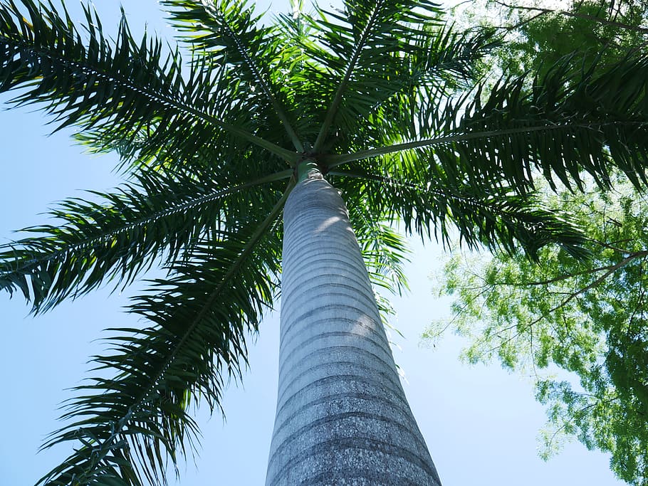 Palm Tree, Tropical, Nature, summer, beach, sea, travel, ocean HD wallpaper