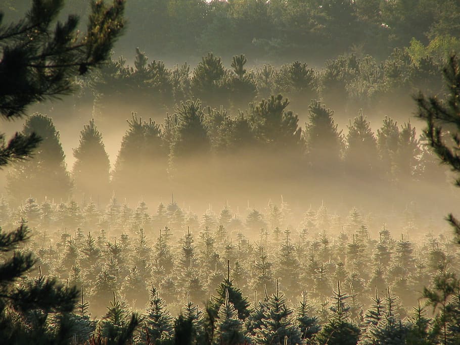 forest covered by fog, layland cypress trees, outdoor, evergreen