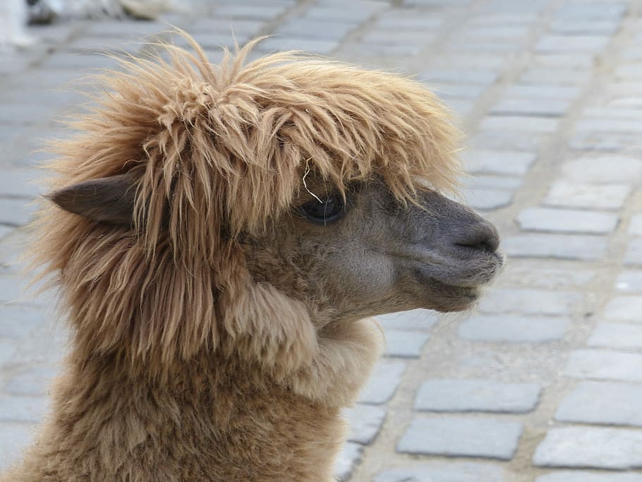 Llama, Alpaca, Head, Portrait, Camel, animal, desert, outside HD wallpaper
