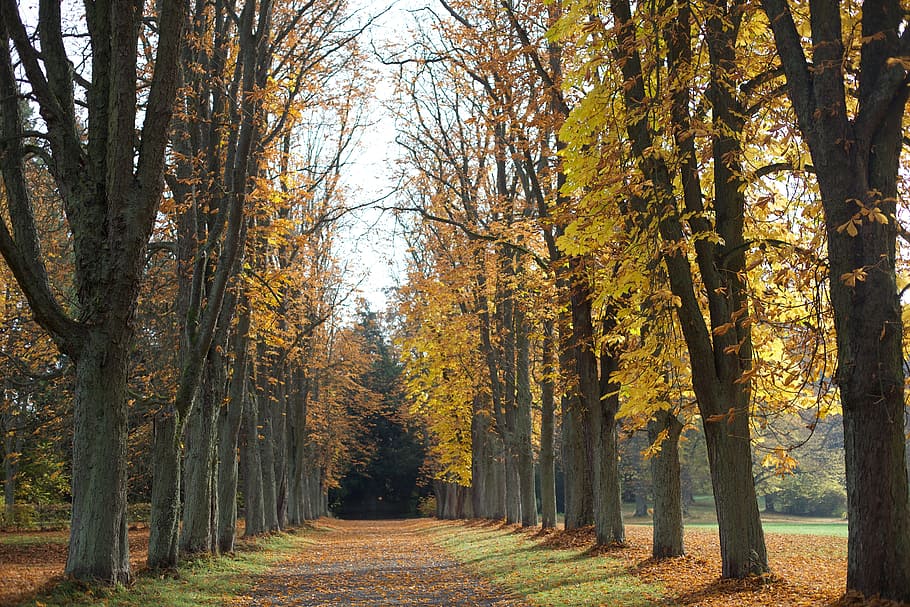 Trees, Yellow, Landscape, Germany, all, autumn, nature, scenics HD wallpaper