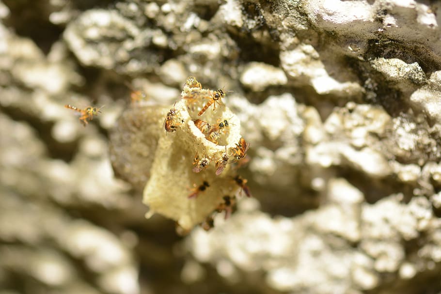 bees, hive, close, animal themes, animal wildlife, animals in the wild HD wallpaper