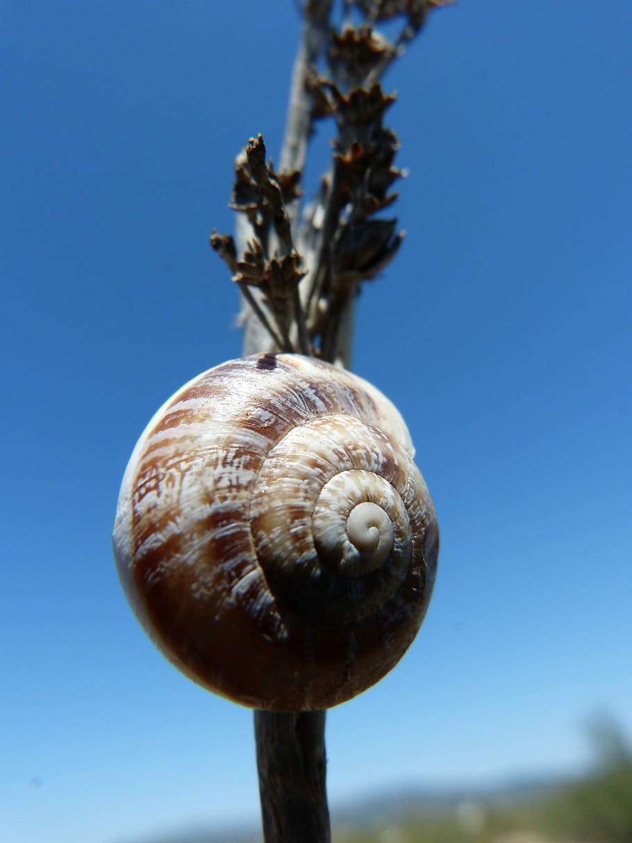 Snail, Nature, blue, one animal, animal themes, no people, gastropod HD wallpaper