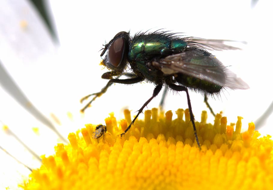 fly, green, rest, flower, pollen, animal themes, insect, invertebrate HD wallpaper