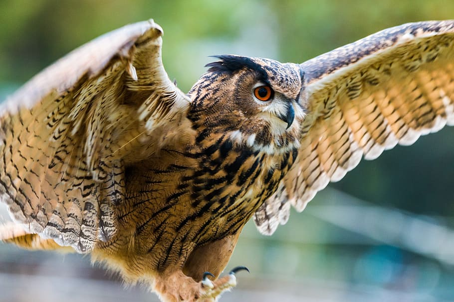 brown owl in closeup photography, eagle owl, bubo bubo, bird, HD wallpaper