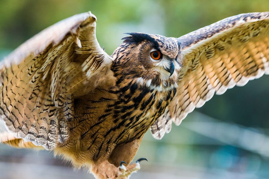brown owl in closeup photography, eagle owl, bubo bubo, bird HD wallpaper