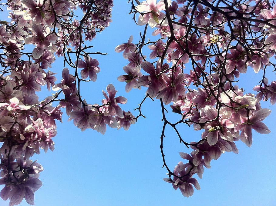 sky, blossoms, spring, tree, branch, close-up, pink, plant HD wallpaper