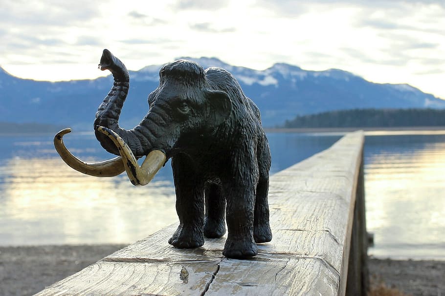 gray elephant toy on brown wooden surface, Mammoth, Elephant, Tusks HD wallpaper
