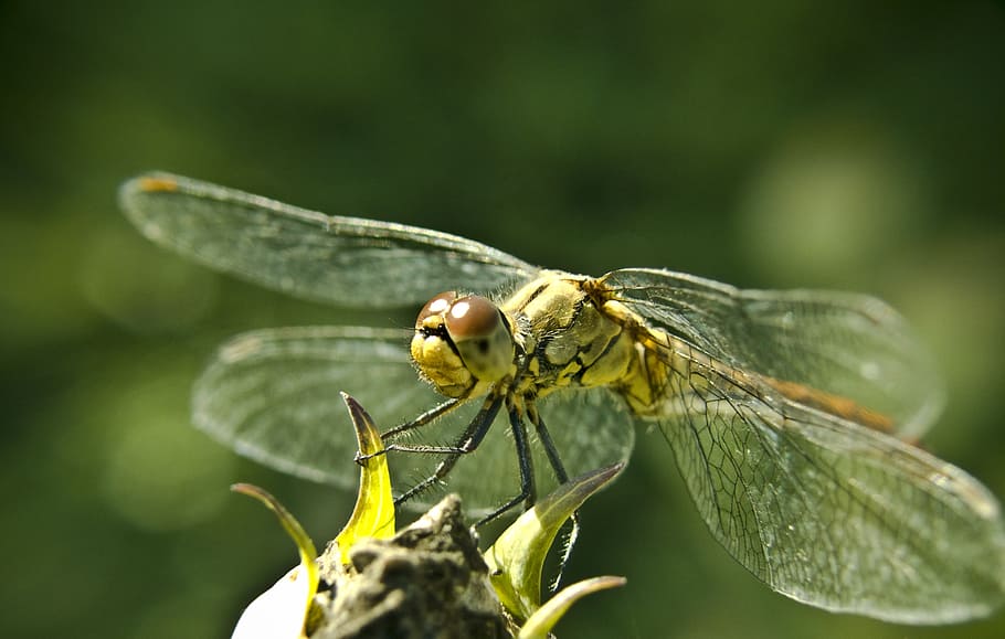 dragonfly, macro, close, up, nature, color, insect, detail HD wallpaper