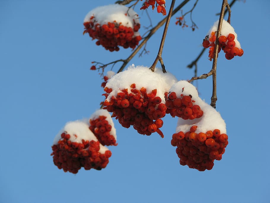 rowan, snow, winter, fruit, nature, red, branch, berry Fruit HD wallpaper