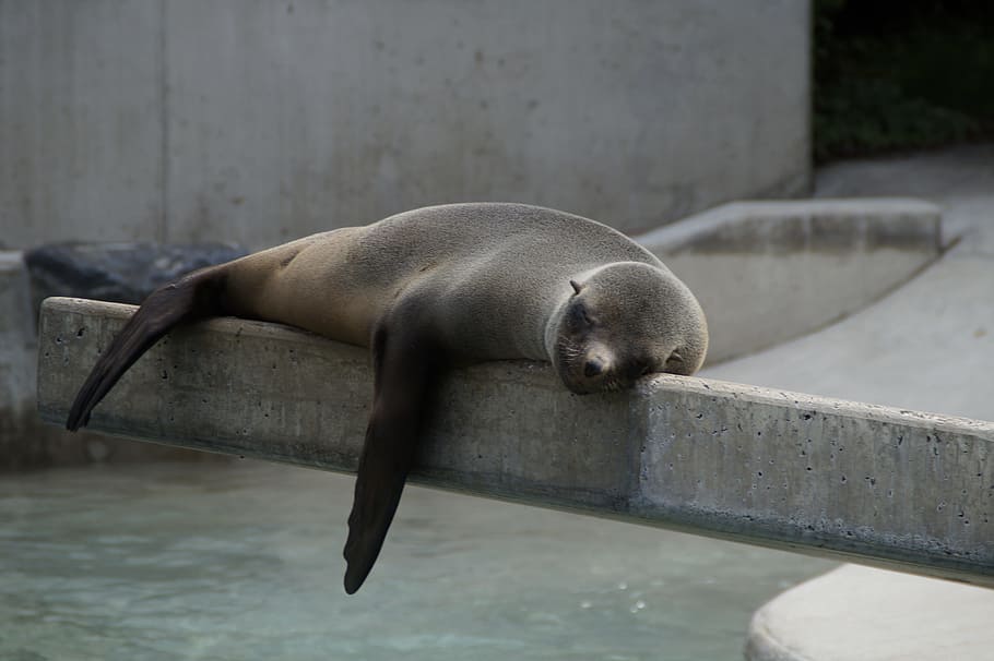 sea lion laying on concrete floor over body of water, robbe HD wallpaper
