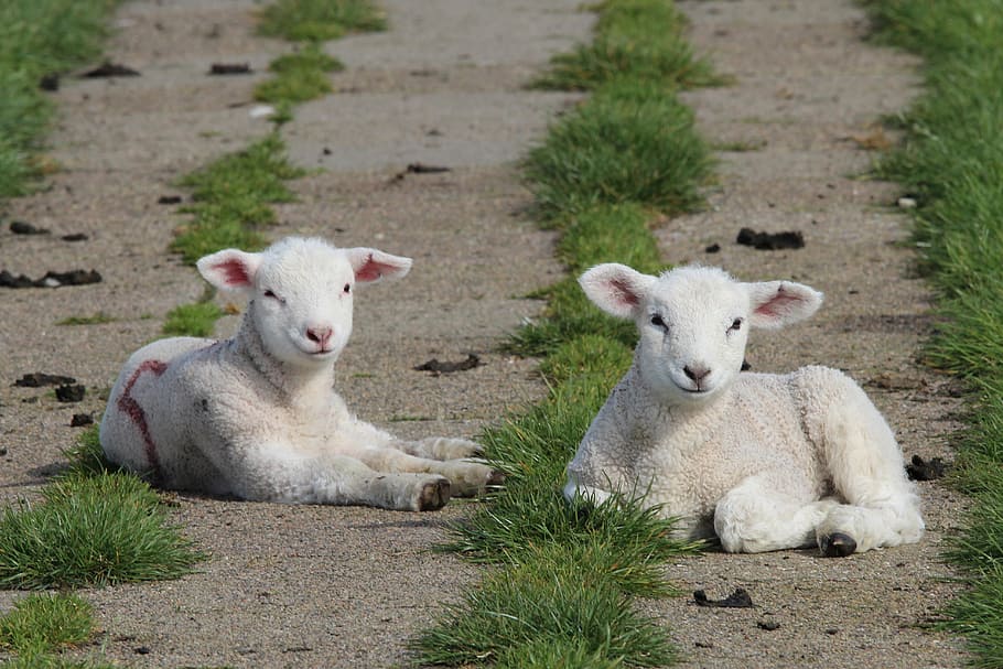 two white goat kids, lambs, sheep, animal, dike sheep, cute, animals