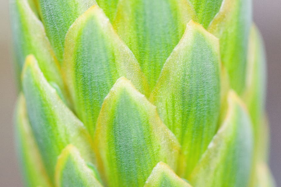 green leaves in closeup photography, plant, tender, fine, leaflets HD wallpaper