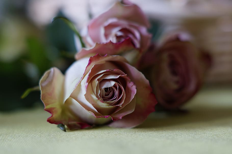 Dusky, Pink, Rose, Romance, dusky pink, rose bloom, close-up, HD wallpaper