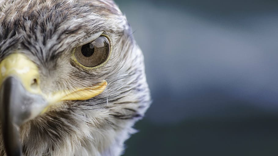 brown and white eagle closeup photography, bird, falcon, nature HD wallpaper