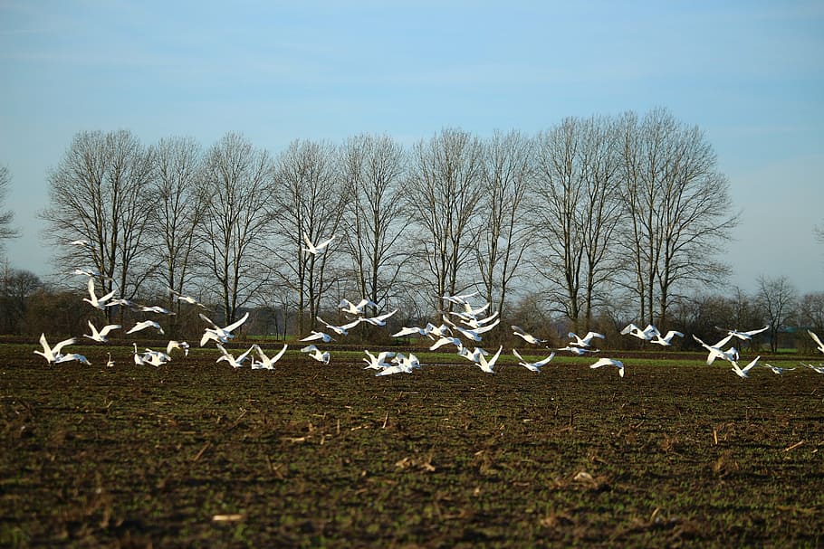 flock of birds flying on brown field, swan, whooper swan, swans, HD wallpaper