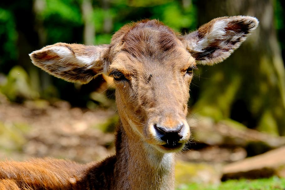 roe deer, fallow deer, wild, nature, animal, animal world, animal portrait HD wallpaper