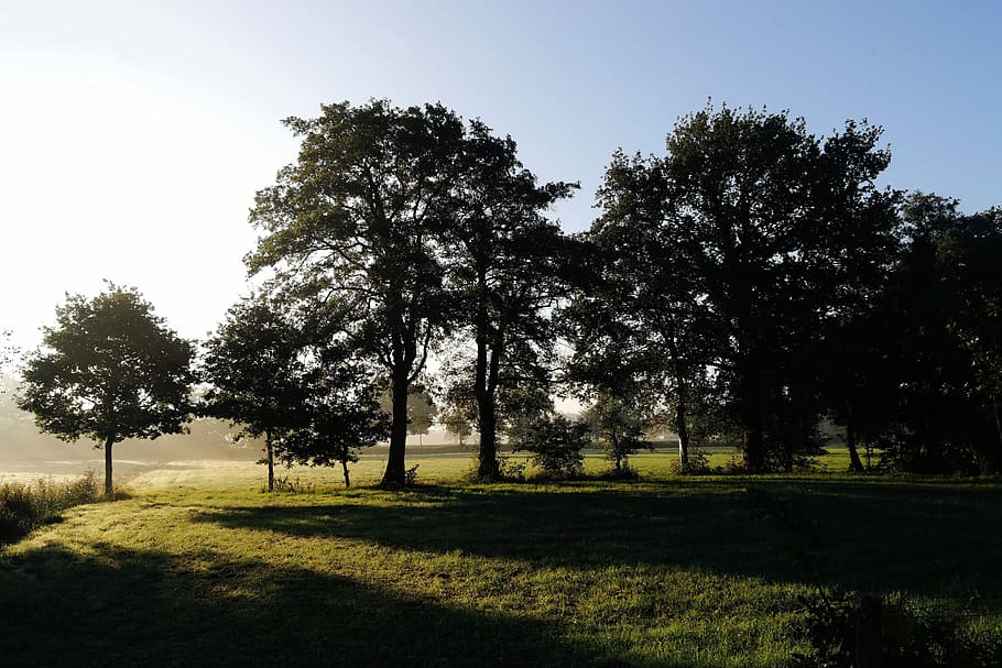 Sunrise, Pasture, Trees, Summer, Mood, sky, beautiful, calming HD wallpaper