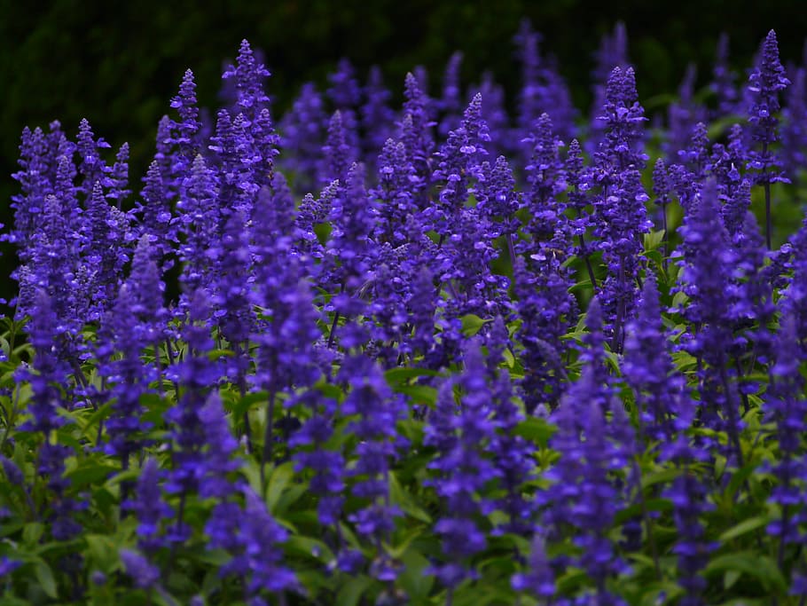 blue sage, flowers, blue-violet, leaf, green, grass, gregariousness, HD wallpaper