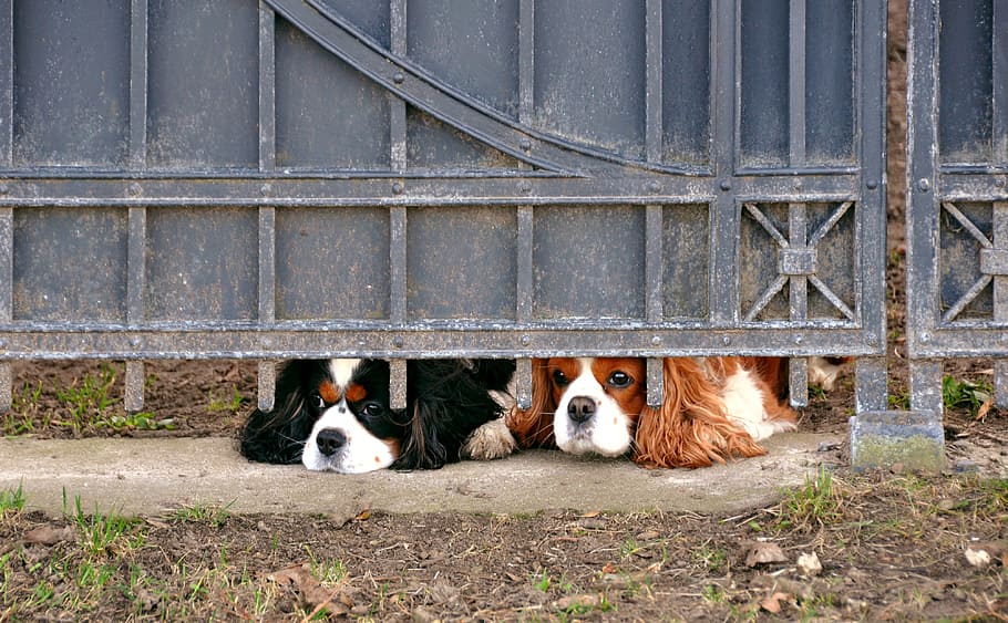 two Cavalier King Charles spaniels, dog, pets, prison, sad HD wallpaper