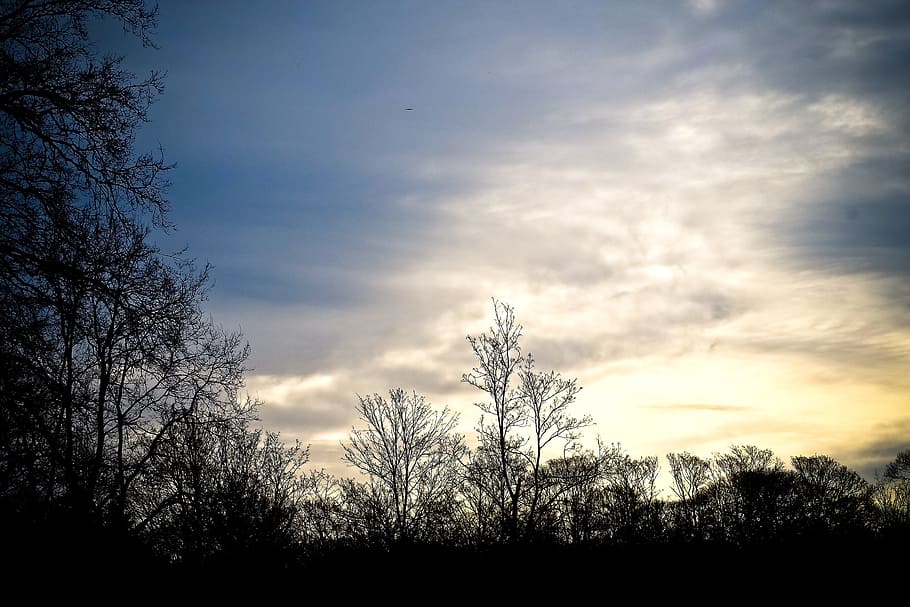 Trees, Winter, Forest, Nature, Landscape, mood, clouds, sky HD wallpaper