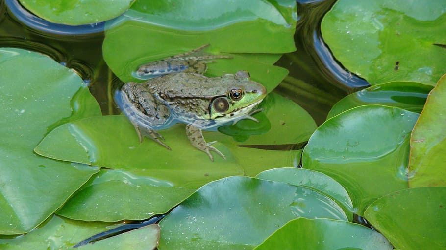 frog, toad, bullfrog, amphibian, eyes, species, outdoors, ecosystem, HD wallpaper
