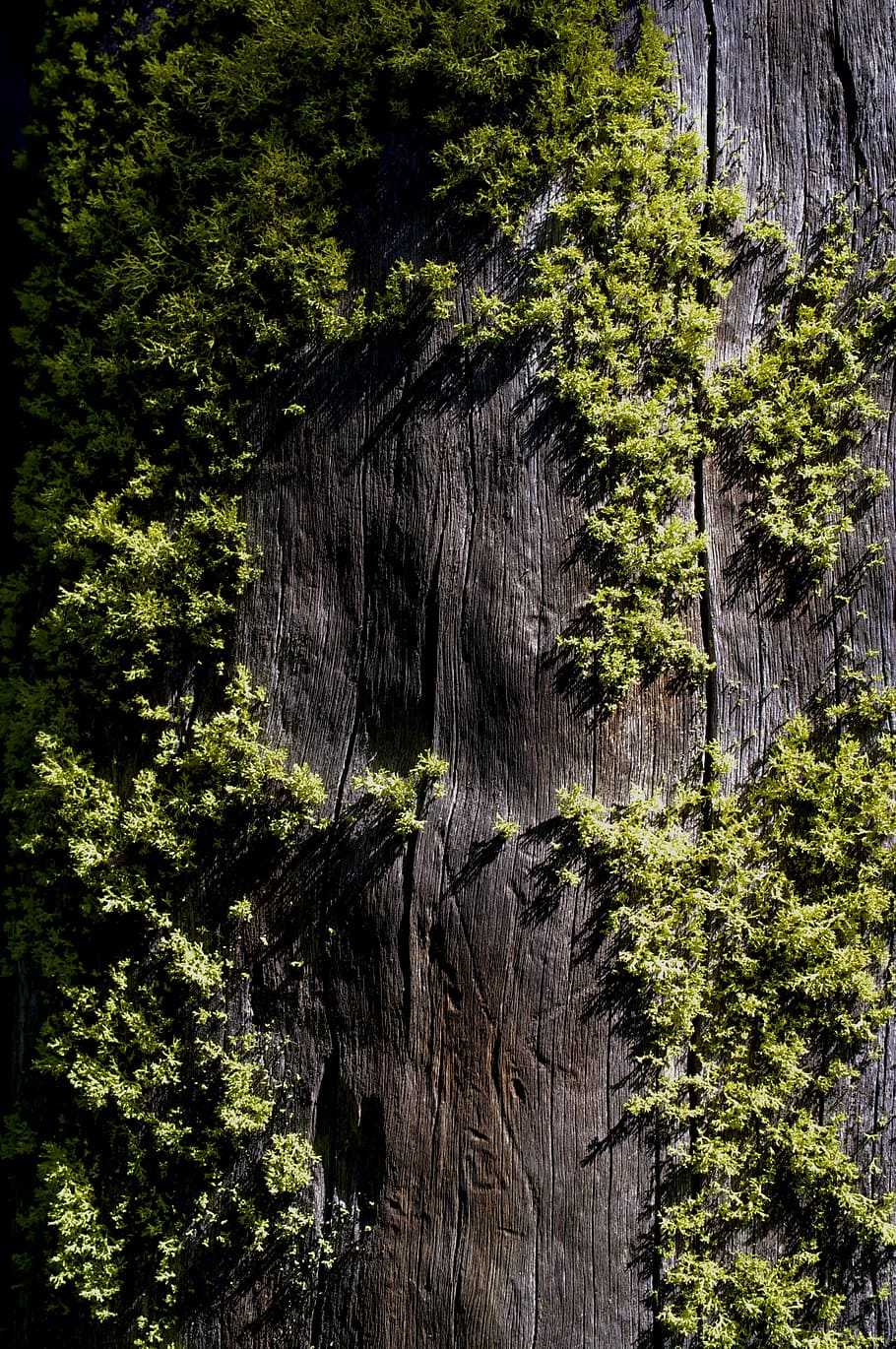 green leafed plants, brown tree bark with leaves, woodland, forest HD wallpaper