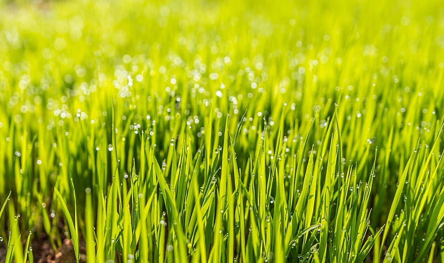 dew, field, grass, green, lawn, nature, green Color, plant HD wallpaper