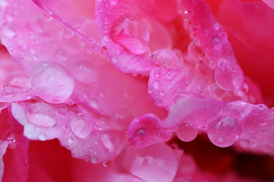 peony, rain, drip, raindrop, nature, macro, beaded, drop of water HD wallpaper