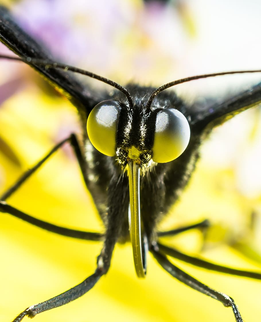 butterfly, insect, eyes, proboscis, probe, macro, close up HD wallpaper