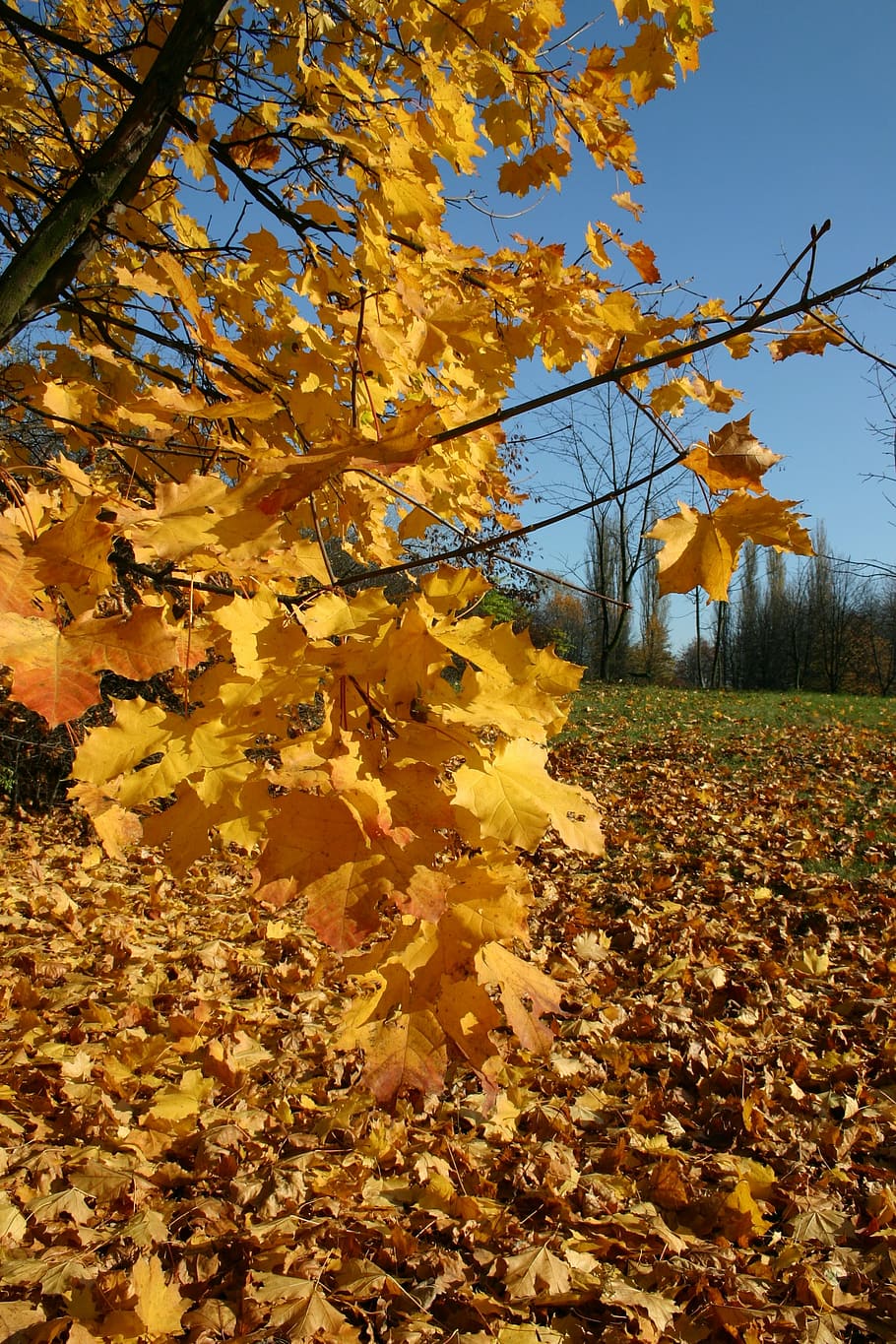 park, forest, autumn, tree, foliage, october, nature, change HD wallpaper