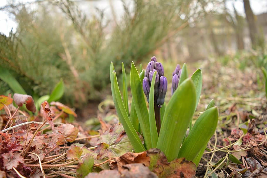 spring, flower, nature, flowers, garden, greens, beauty, blue flower HD wallpaper