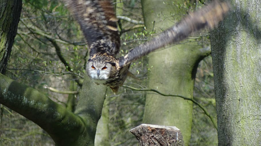 owl, eagle owl, forest, night, bird, forests, feather, animal themes HD wallpaper
