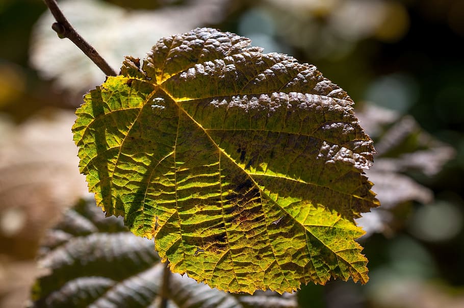 leaf, autumn leaf, fall color, dry, close, back light, emerge HD wallpaper