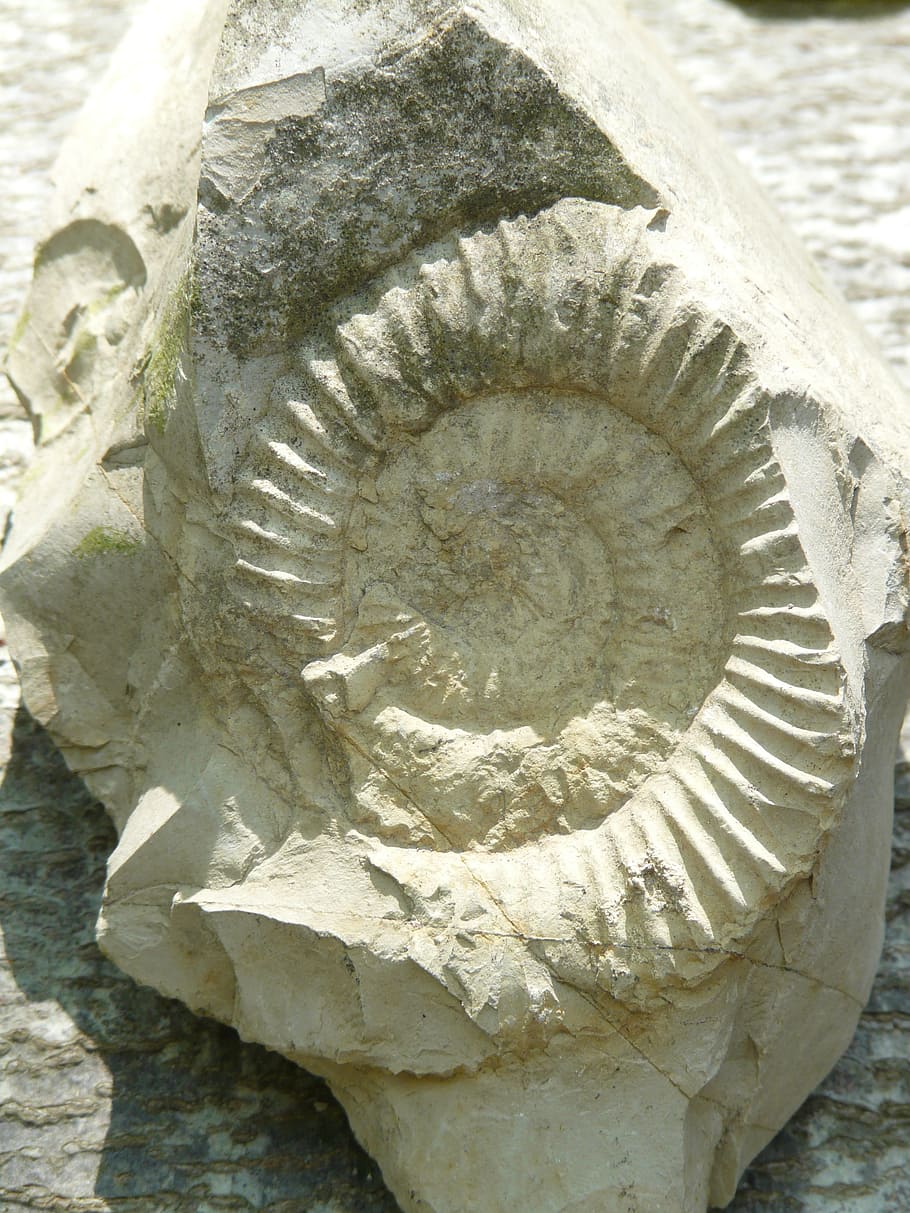 petrification, ammonit, stone, ammonoidea, cephalopods, were HD wallpaper