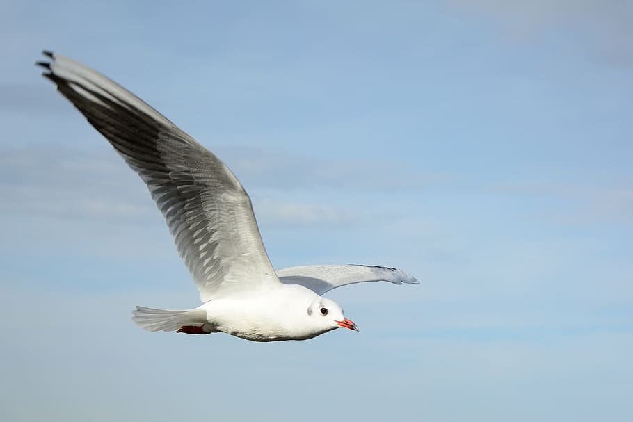ring-billed gull flying under blue sky, seagull, bird, dom HD wallpaper