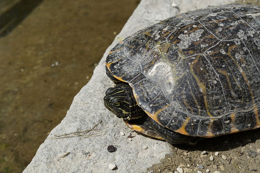 turtle, head, drawing, animal, portrait, close, animal portrait HD wallpaper