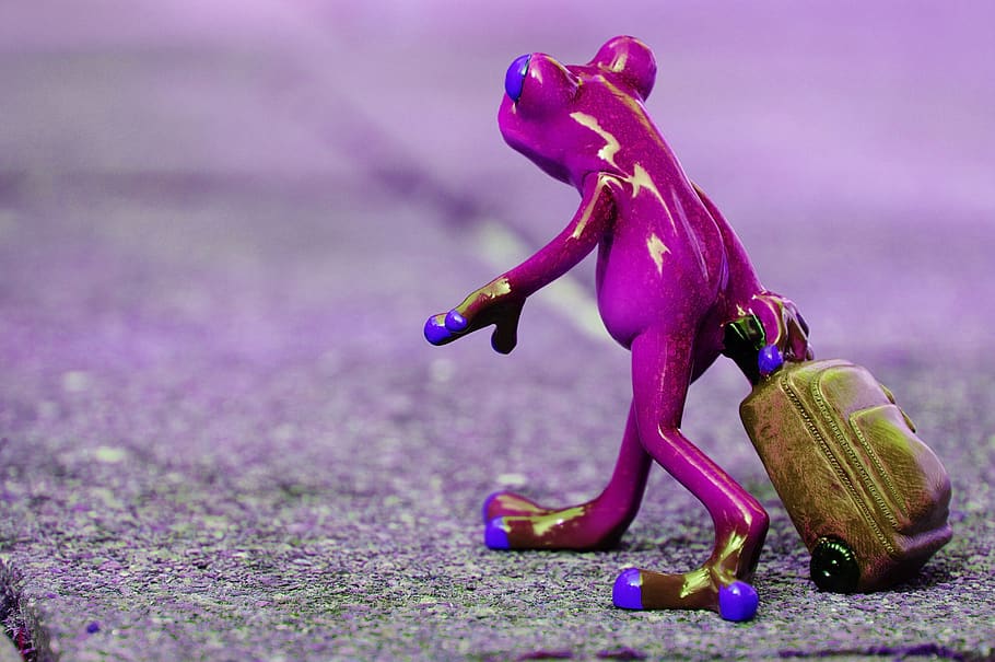 frog, farewell, travel, luggage, holdall, go away, vacations, HD wallpaper