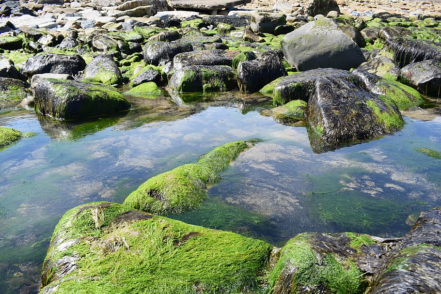 rocks, water, ocean, stone, seaweed, seashore, coastal, seaside HD wallpaper