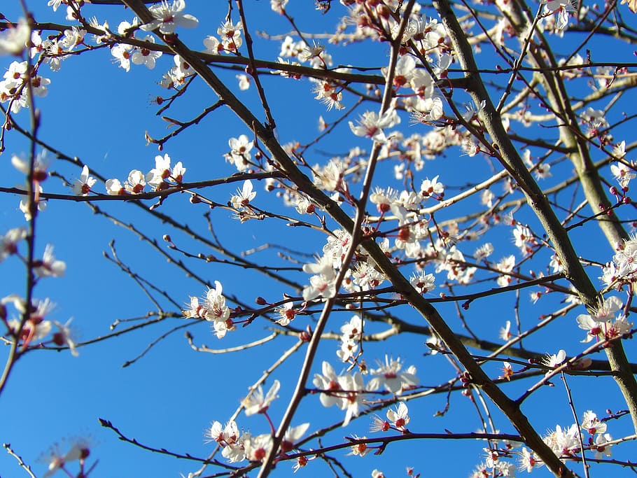 tree, hawthorn, spring, branch, flowering, low angle view, flowering plant HD wallpaper